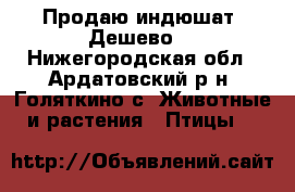 Продаю индюшат, Дешево. - Нижегородская обл., Ардатовский р-н, Голяткино с. Животные и растения » Птицы   